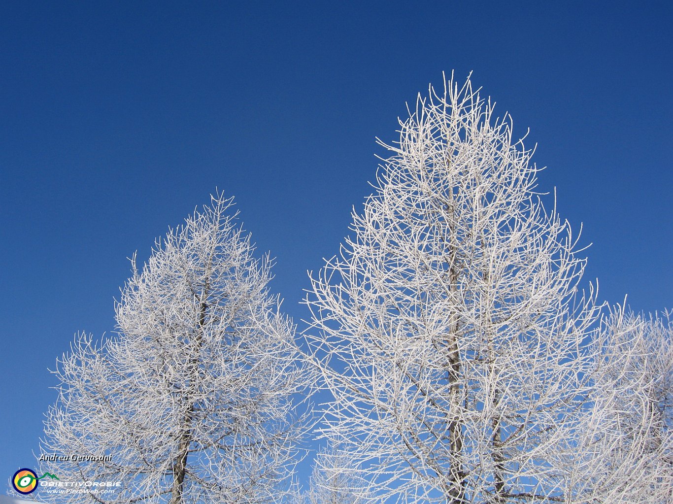 02 alberi di cristallo.jpg